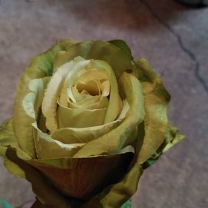 Meet your Posher, Bernard